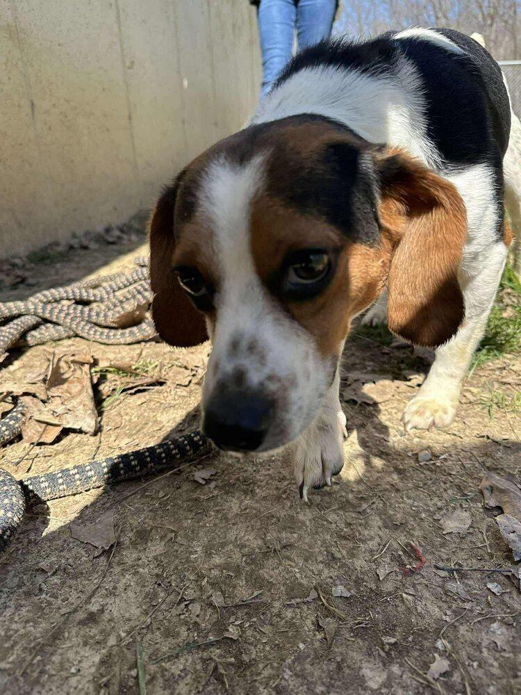 Enlarge Snoopy, a Adoptable mixed breed in Hillsboro, OH image 2/2