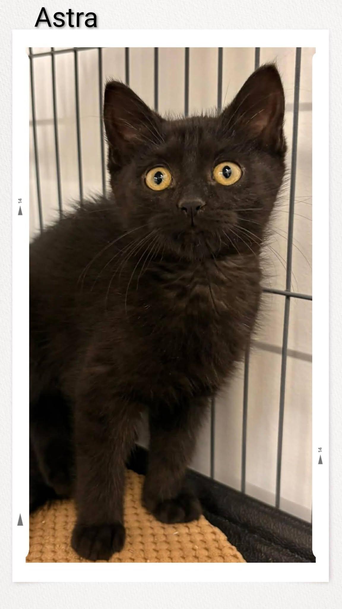 Astra, Adoptable, Young Female Domestic Short Hair.