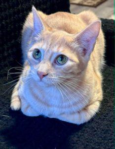 Xander, ADOPTABLE, Kitten Male Domestic Short Hair.