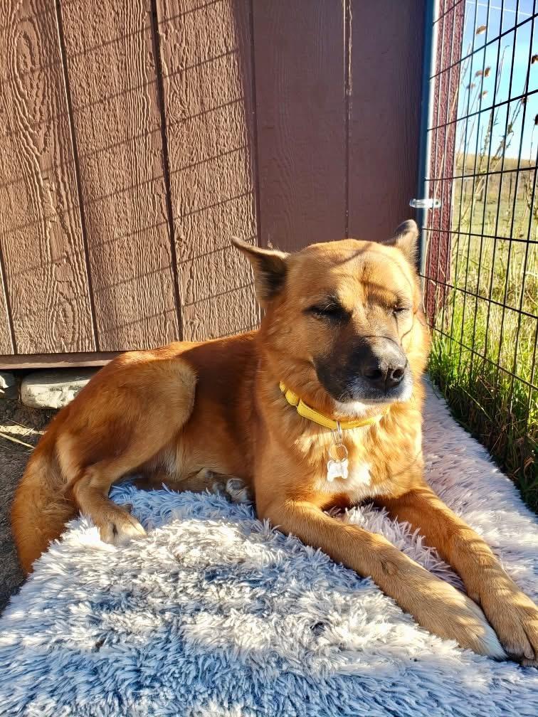 Enlarge Toast Malone, a Adoptable Mixed Breed in Wilsall, MT image 1/1