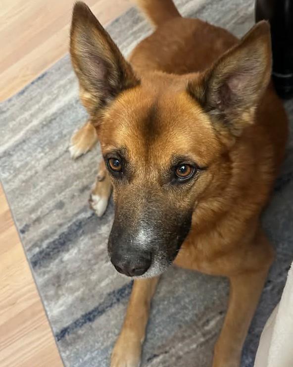 Enlarge Toast Malone, a Adoptable Mixed Breed in Wilsall, MT image 1/1