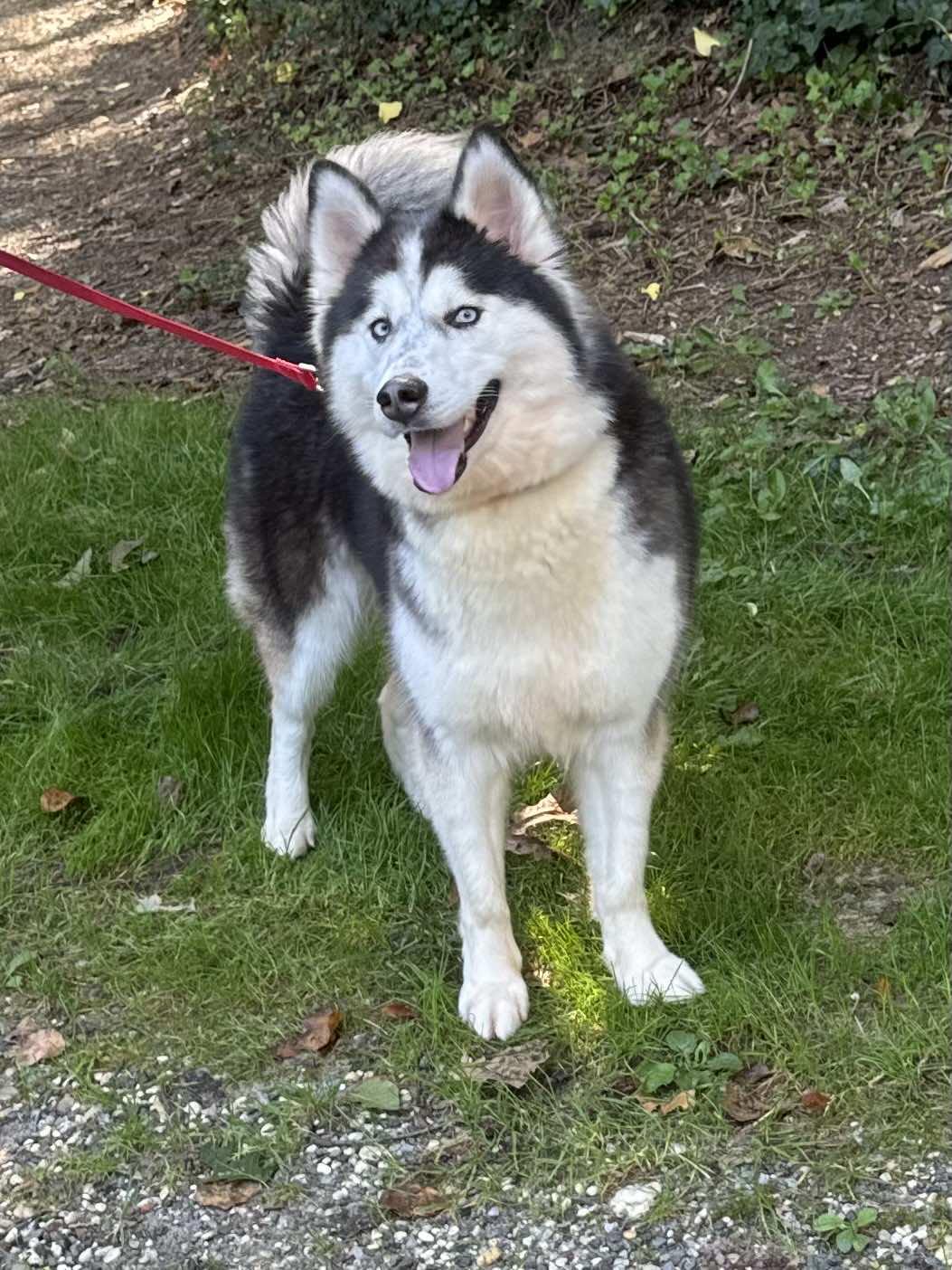 Aniki, a Adopted Siberian Husky in Old Westbury, NY image 1/6