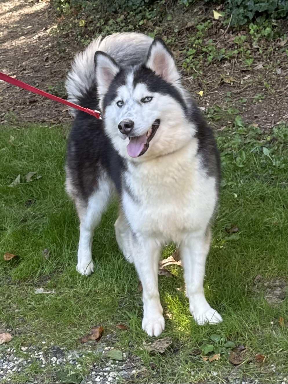 Aniki, a Adopted Siberian Husky in Old Westbury, NY image 2/6