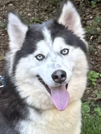 Aniki, a Adopted Siberian Husky in Old Westbury, NY image 3/6