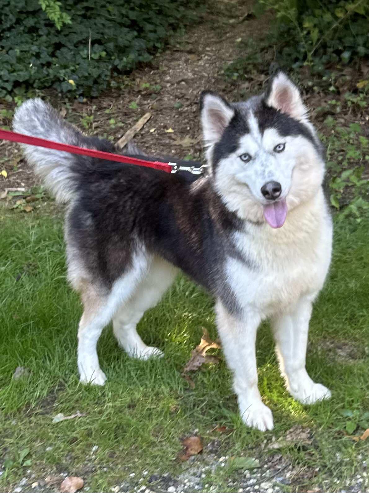 Aniki, a Adopted Siberian Husky in Old Westbury, NY image 4/6