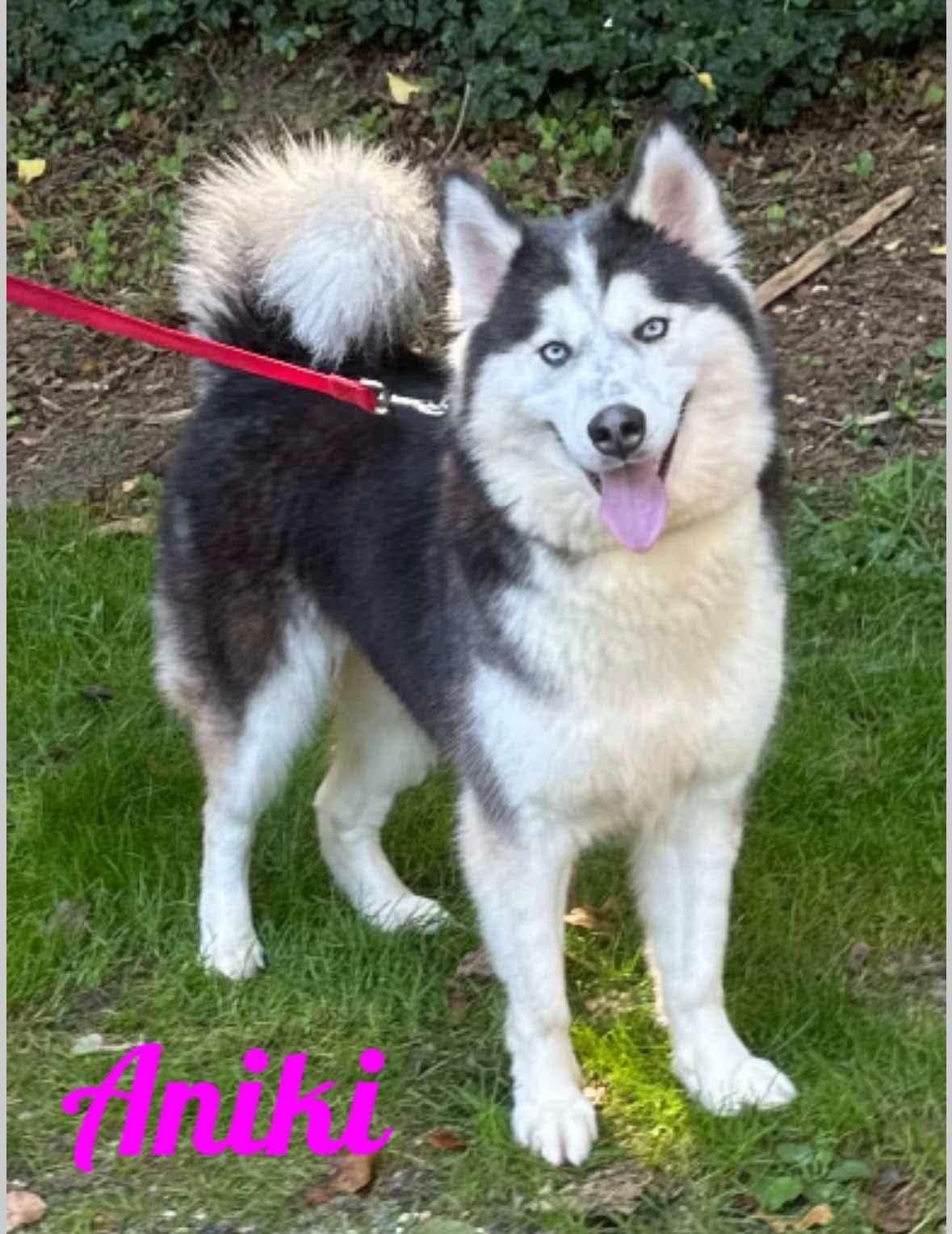Aniki, a Adopted Siberian Husky in Old Westbury, NY image 5/6