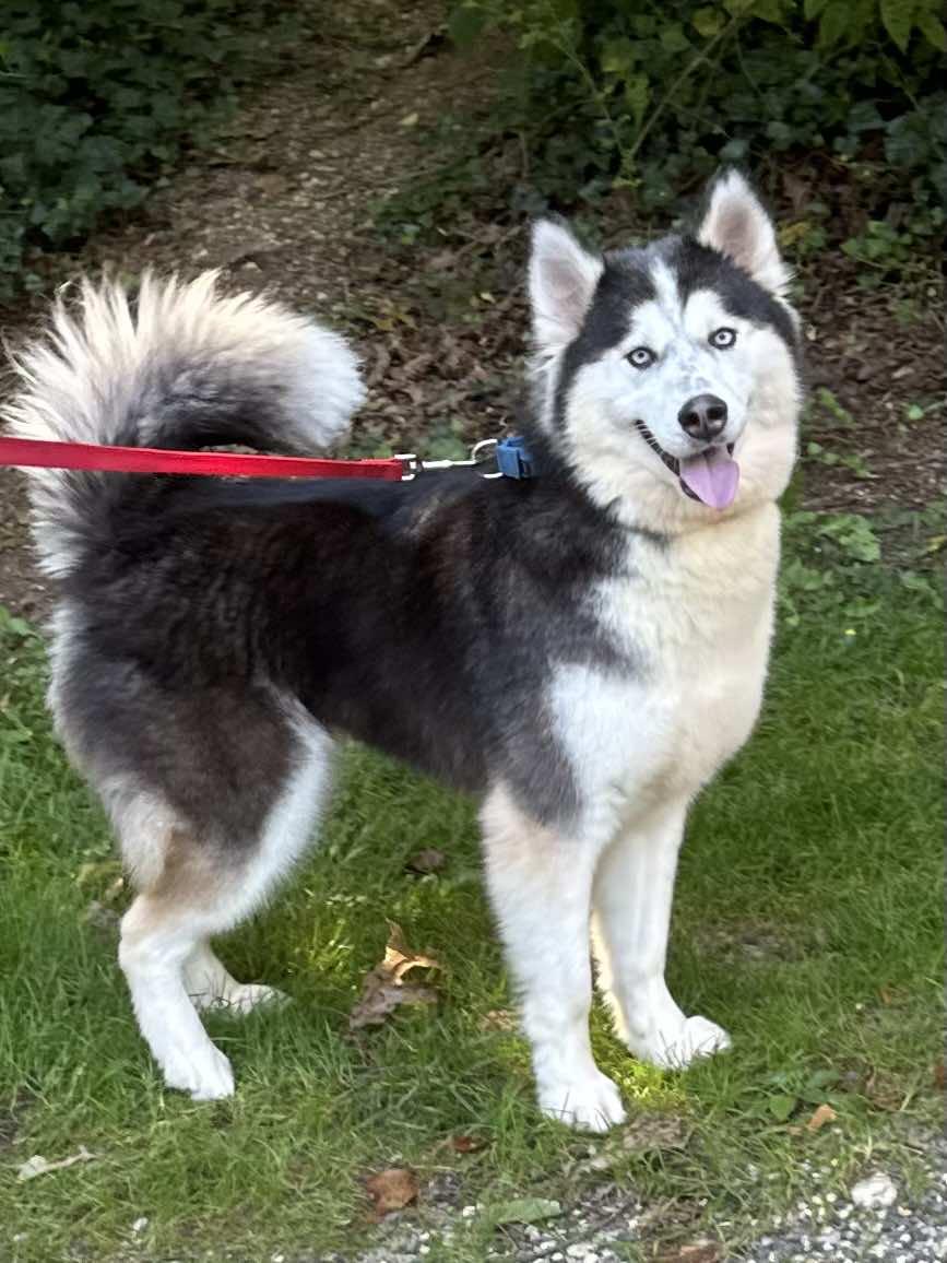 Aniki, a Adopted Siberian Husky in Old Westbury, NY image 6/6
