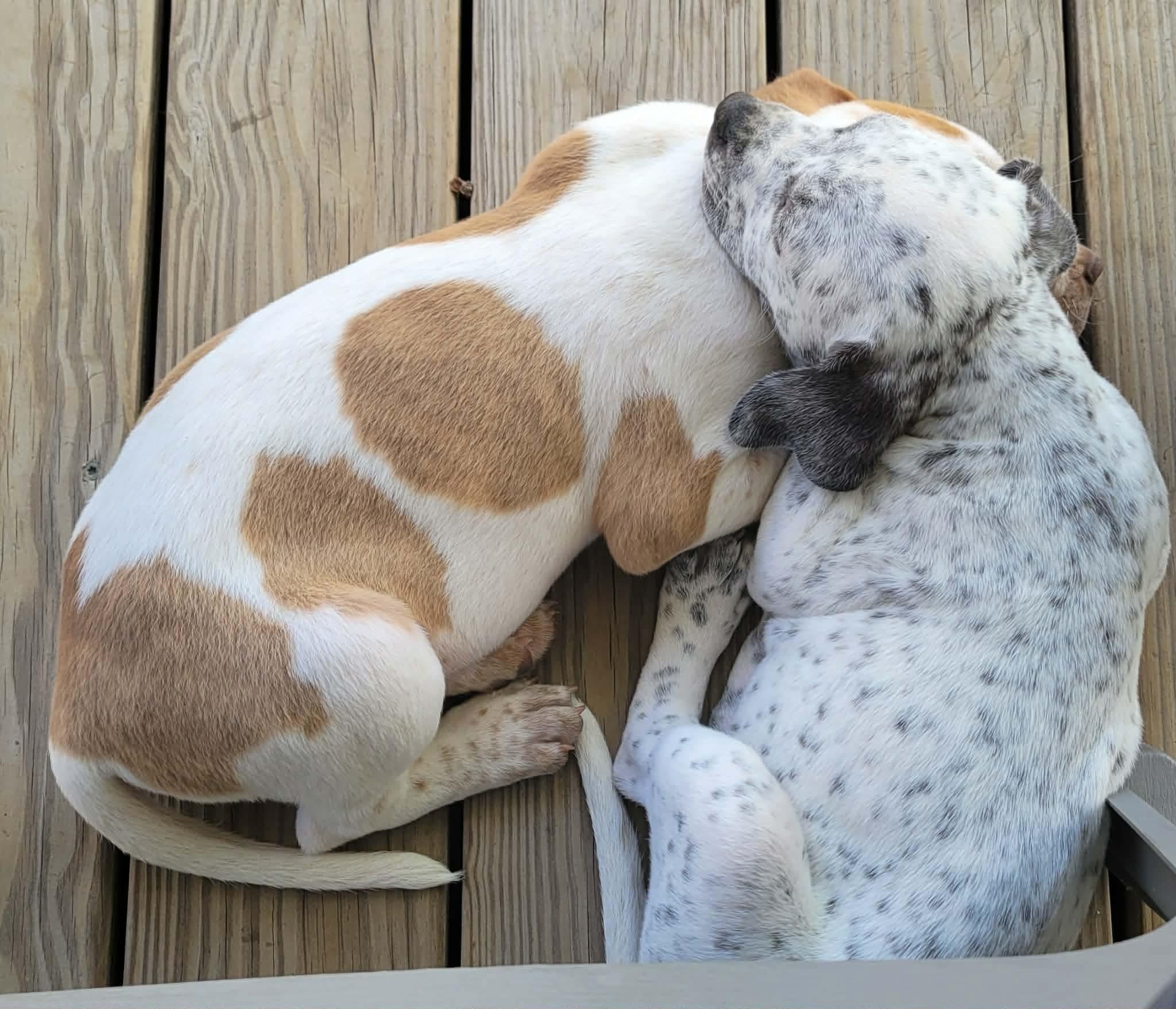 Enlarge Lumi, an adopted mixed breed in China Township, MI image 5/6