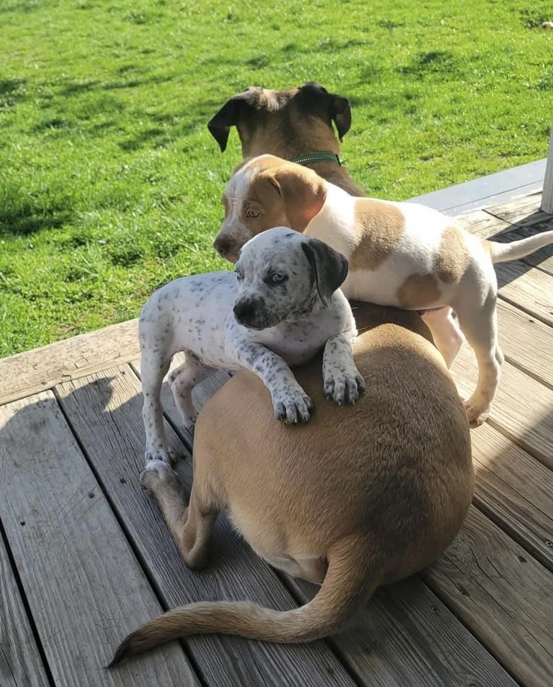 Enlarge Lumi, an adopted mixed breed in China Township, MI image 2/6