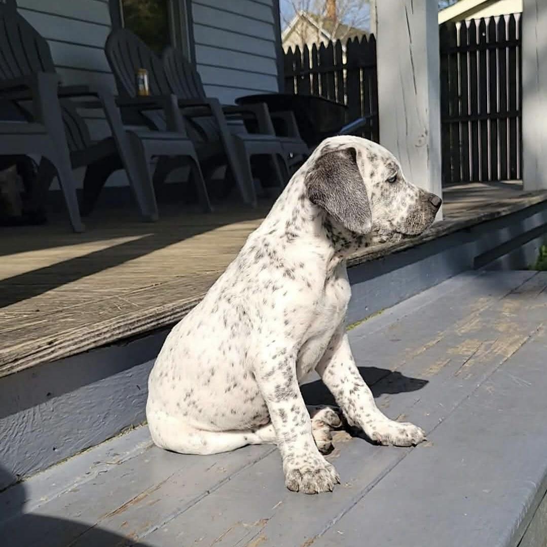 Enlarge Lumi, an adopted mixed breed in China Township, MI image 3/6
