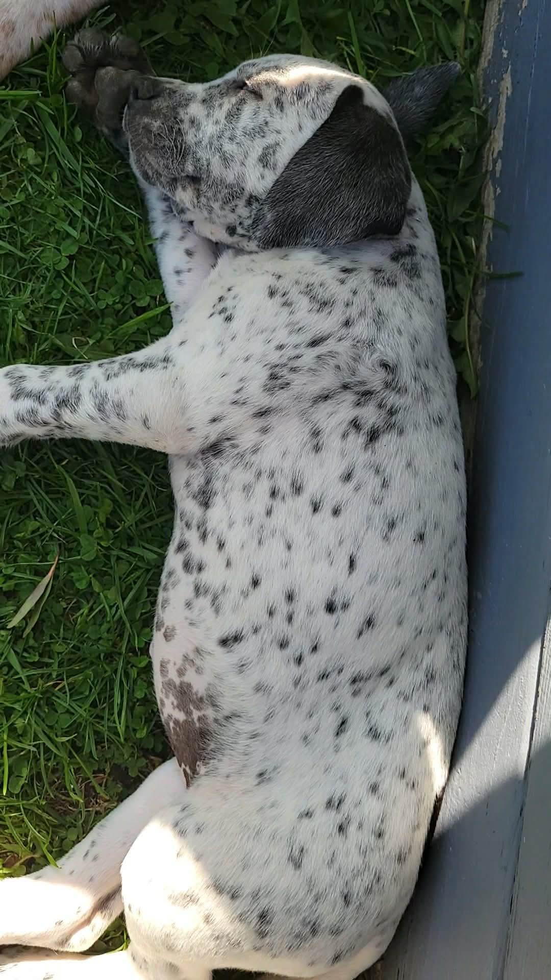 Enlarge Lumi, an adopted mixed breed in China Township, MI image 4/6