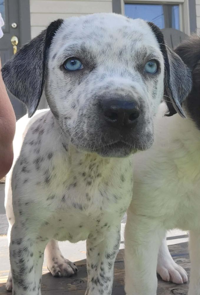 Enlarge Lumi, an adopted mixed breed in China Township, MI image 6/6