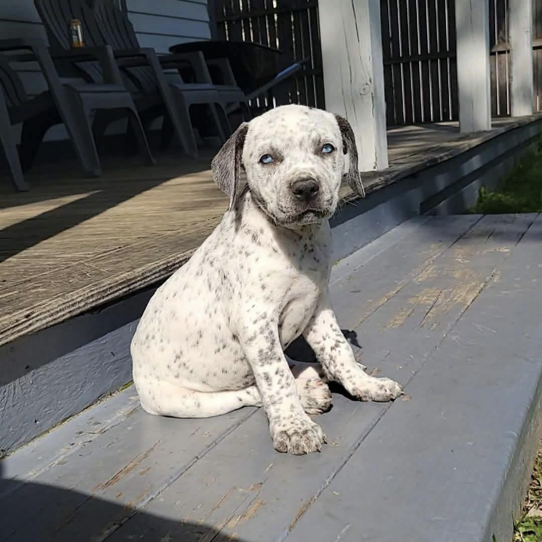 Lumi, adopted, Puppy Female Australian Cattle Dog / Blue Heeler.