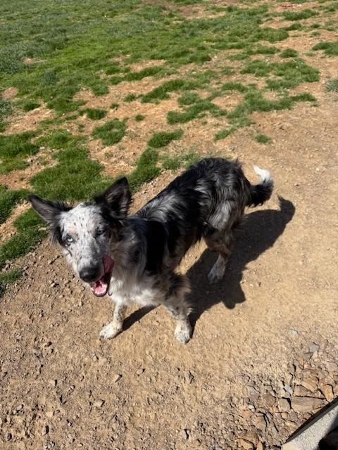 Enlarge Bella, a ADOPTABLE Cattle Dog in Augusta, WV image 2/4
