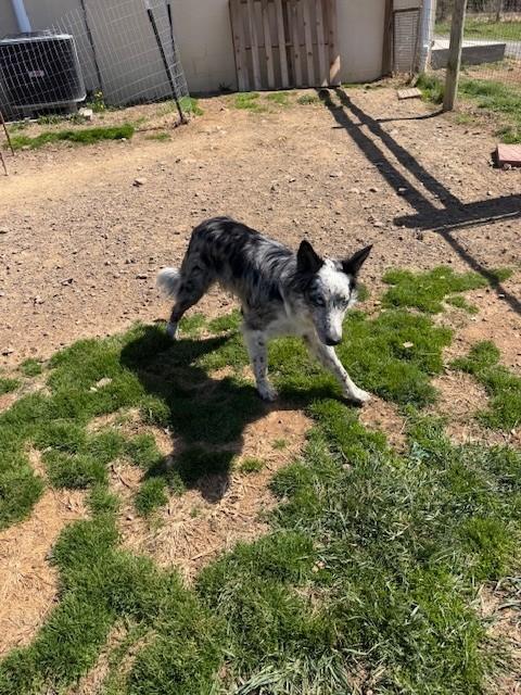 Enlarge Bella, a ADOPTABLE Cattle Dog in Augusta, WV image 3/4