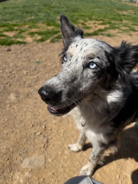 Enlarge Bella, a ADOPTABLE Cattle Dog in Augusta, WV image 4/4