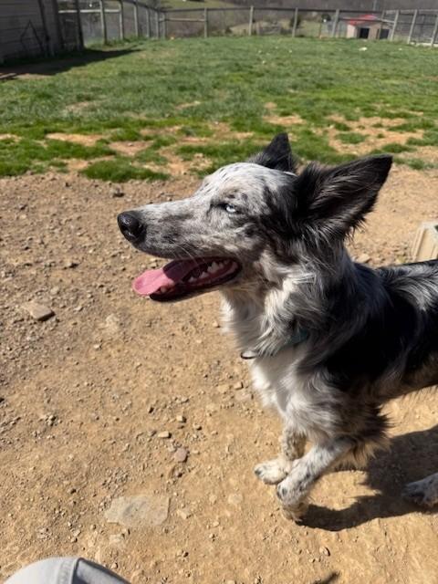 Bella, ADOPTABLE, Young Female Cattle Dog.