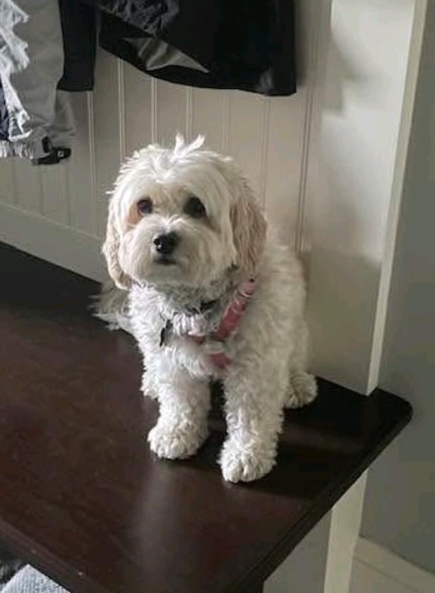 Polly-Cavachon(cavalier king charles spaniel/bichon), an adoptable Cavachon in Hamburg, NY, 14075 | Photo Image 1