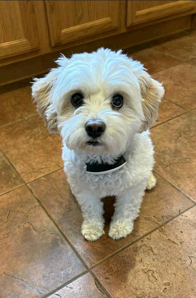 Polly-Cavachon(cavalier king charles spaniel/bichon), an adoptable Cavachon in Hamburg, NY, 14075 | Photo Image 2