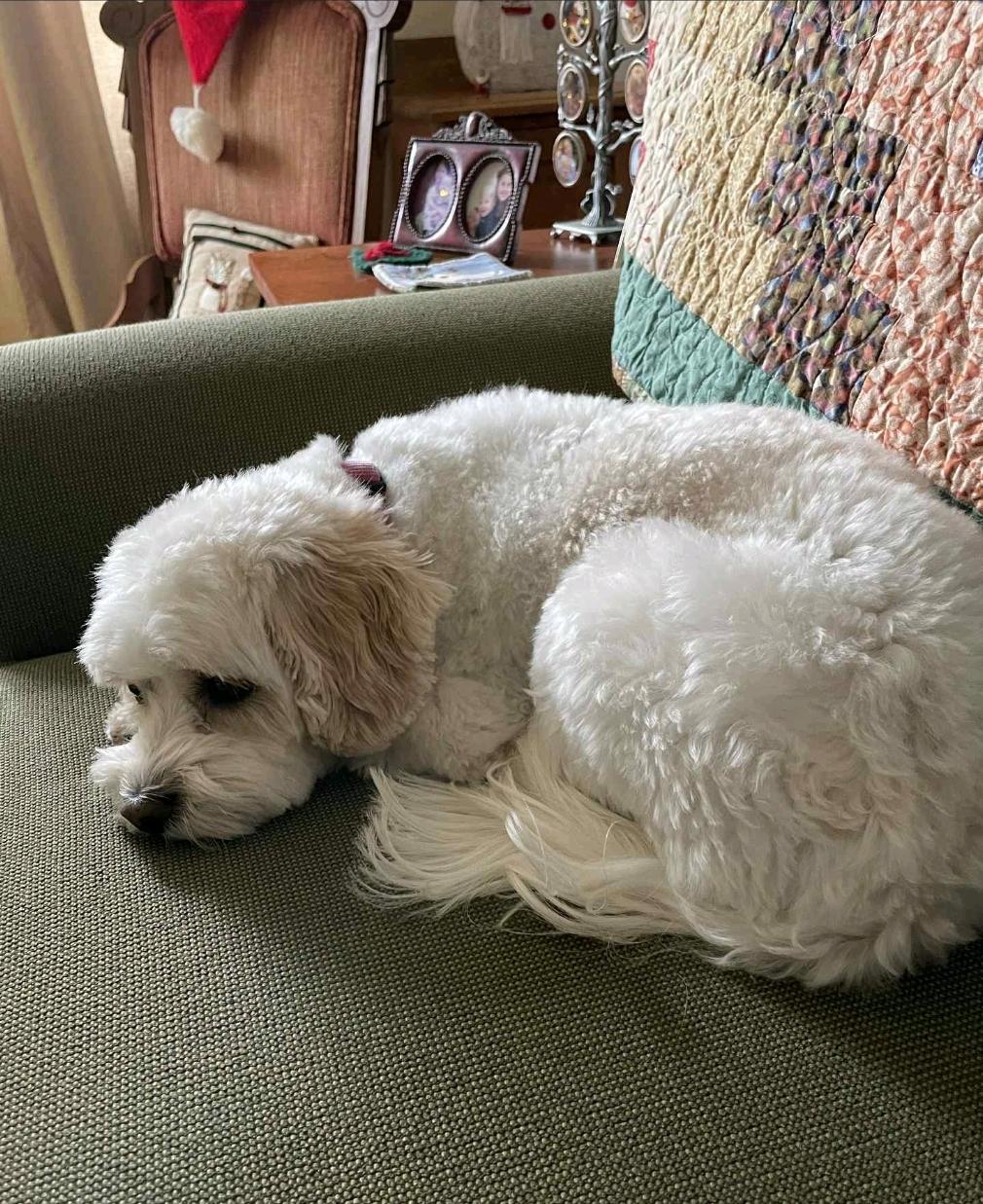 Polly-Cavachon(cavalier king charles spaniel/bichon), an adoptable Cavachon in Hamburg, NY, 14075 | Photo Image 3