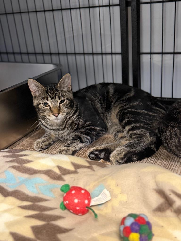 MAXIMUS, Adoptable, Kitten Male Domestic Short Hair.