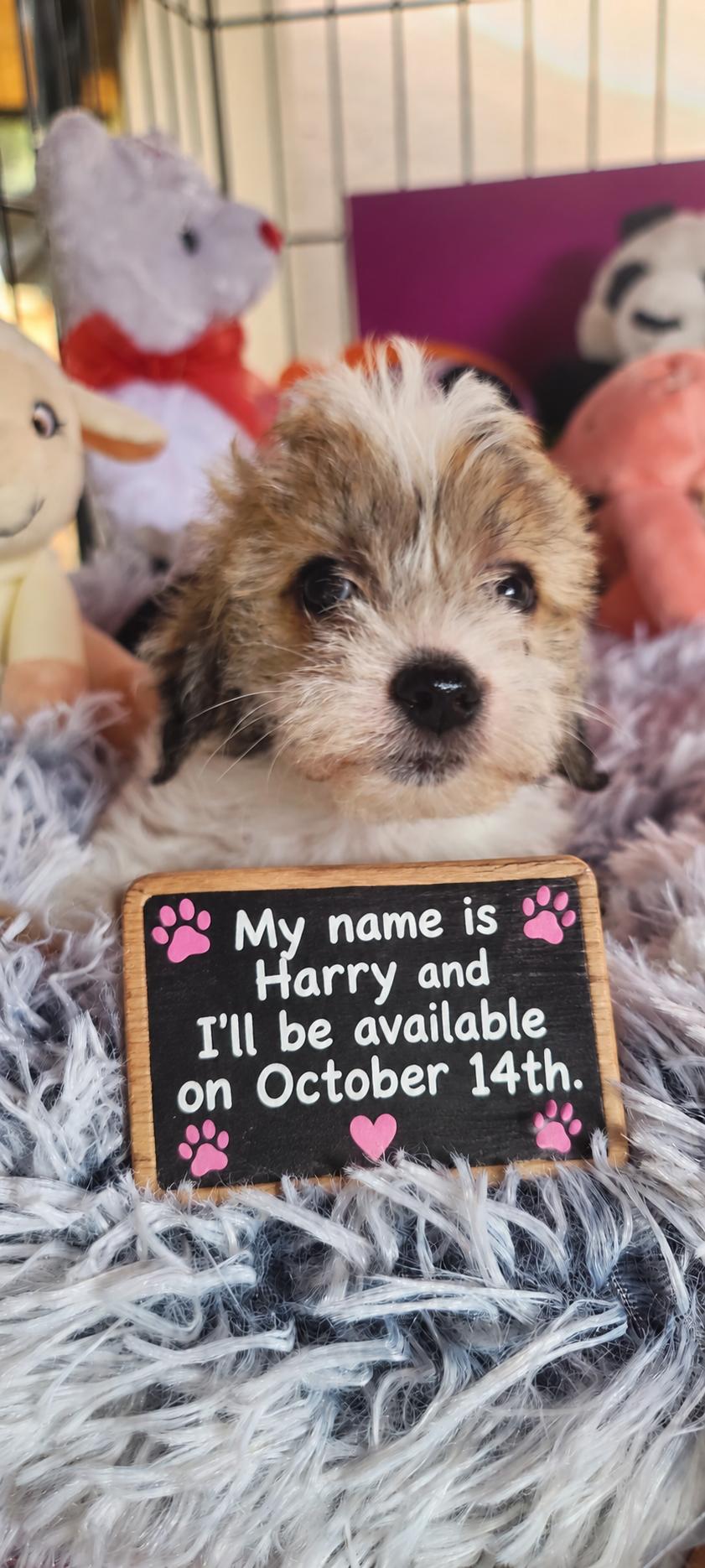 Enlarge Harry, a Adopted mixed breed in Murphys, CA image 1/5