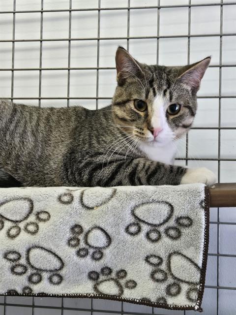 MORTY, Adoptable, Young Male Domestic Short Hair.