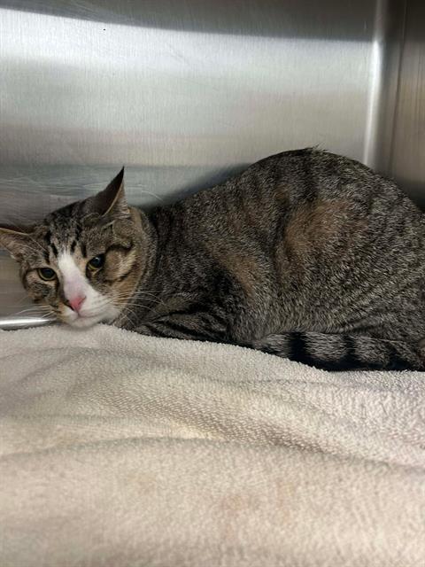 MORTY, Adoptable, Young Male Domestic Short Hair.