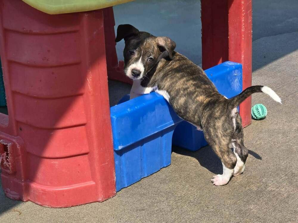 Baguette, Adoptable, Puppy Male American Staffordshire Terrier.