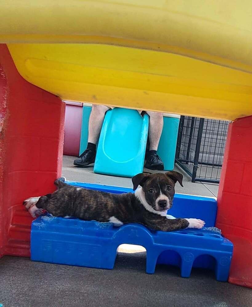 Enlarge Baguette, a Adoptable mixed breed in Rockland, WI image 2/4