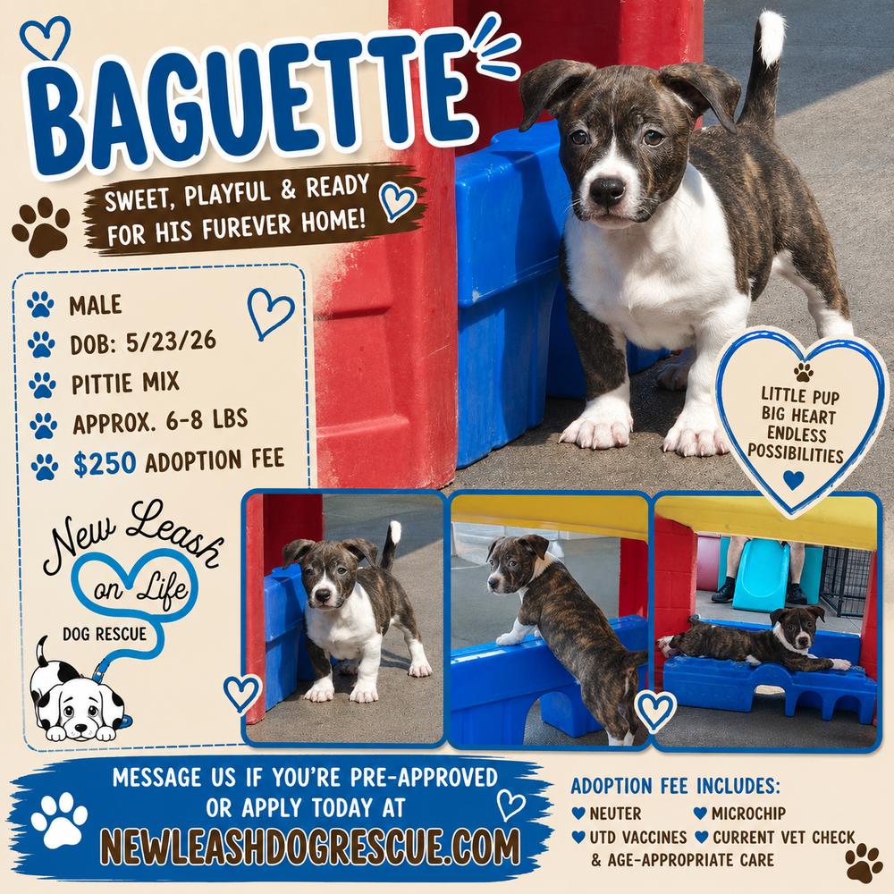 Enlarge Baguette, a Adoptable mixed breed in Rockland, WI image 3/4