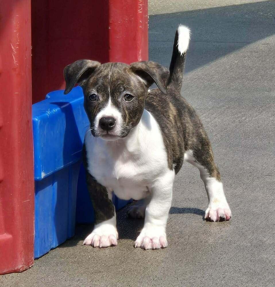 Enlarge Baguette, a Adoptable mixed breed in Rockland, WI image 4/4