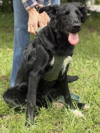 Enlarge Matt, a Adoptable mixed breed in Calera, AL image 4/6
