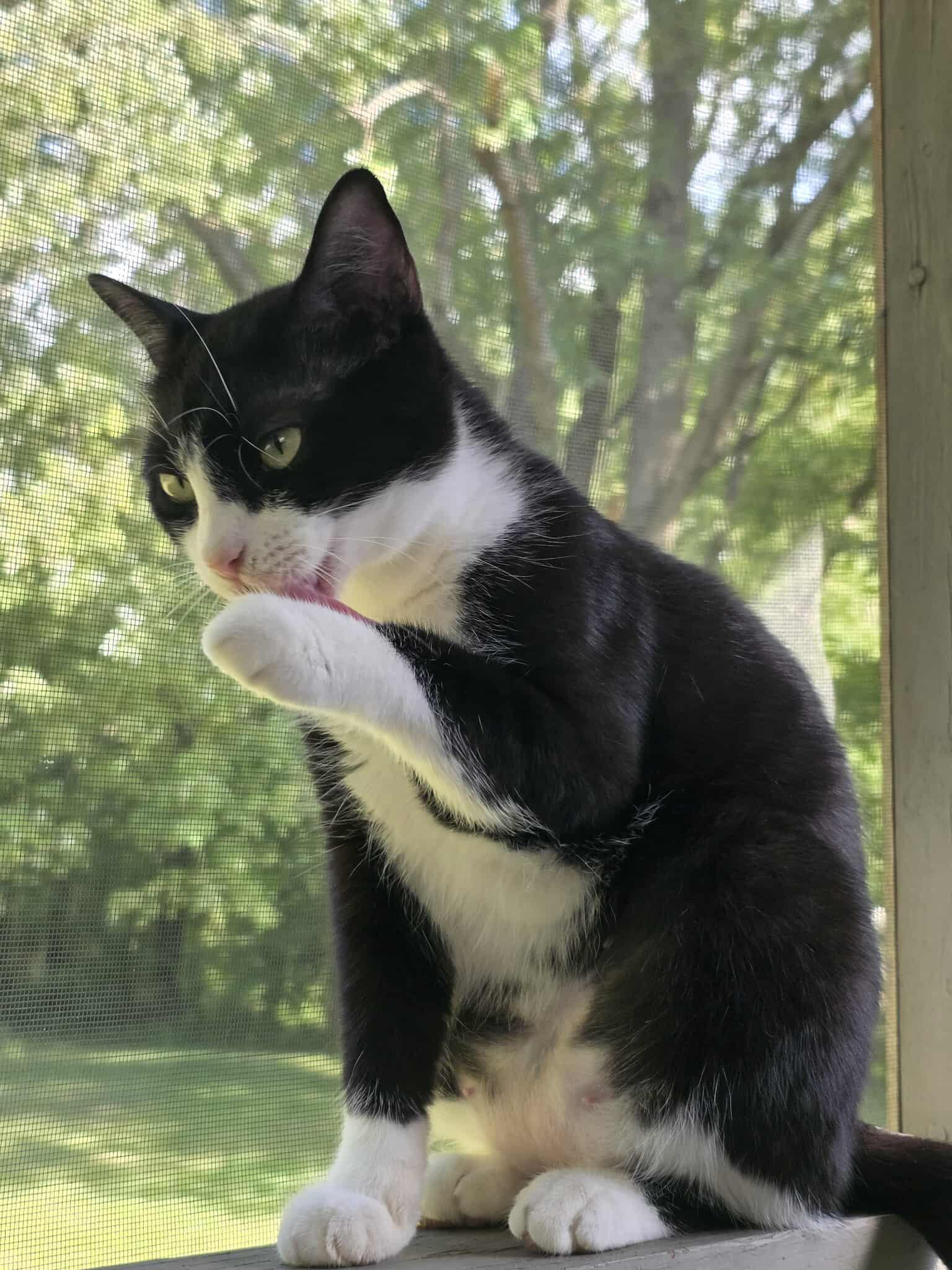 Enlarge Madame Razz, a Adoptable Domestic Short Hair in Fulton, NY image 6/6