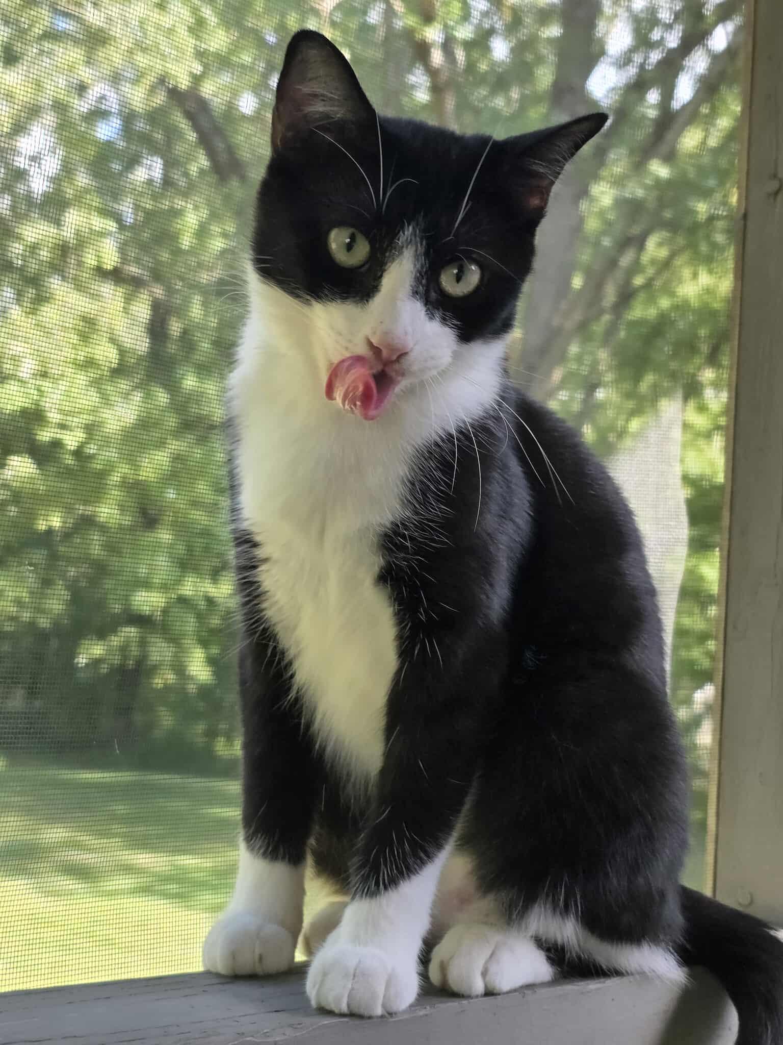 Enlarge Madame Razz, a Adoptable Domestic Short Hair in Fulton, NY image 5/6