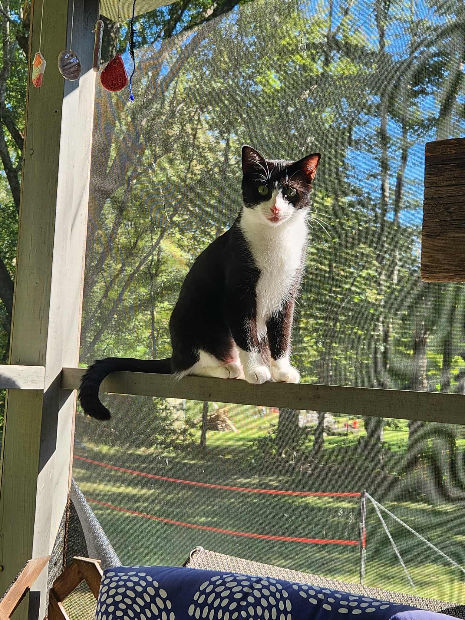 Enlarge Madame Razz, a Adoptable Domestic Short Hair in Fulton, NY image 3/6