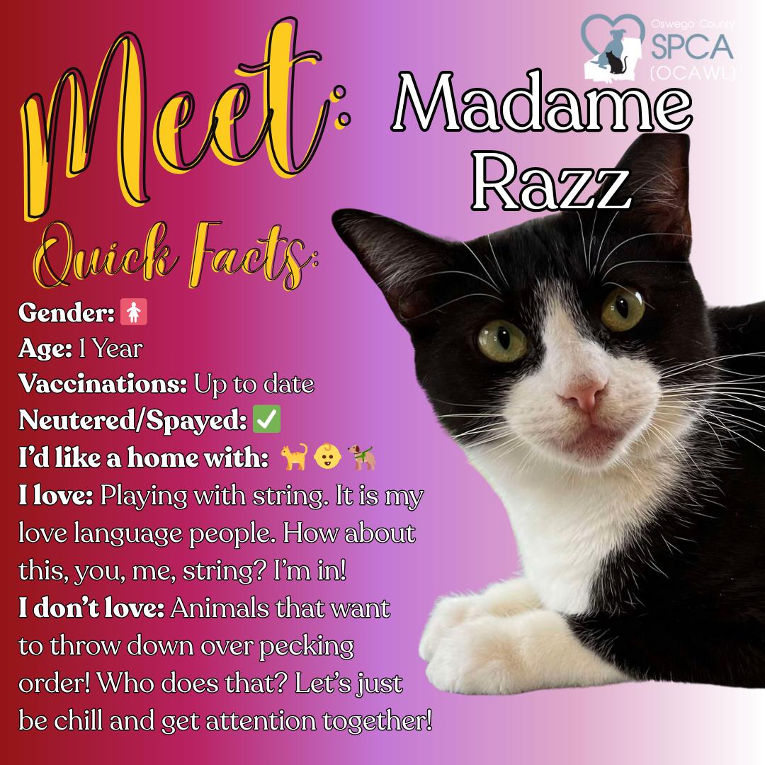 Enlarge Madame Razz, a Adoptable Domestic Short Hair in Fulton, NY image 1/6