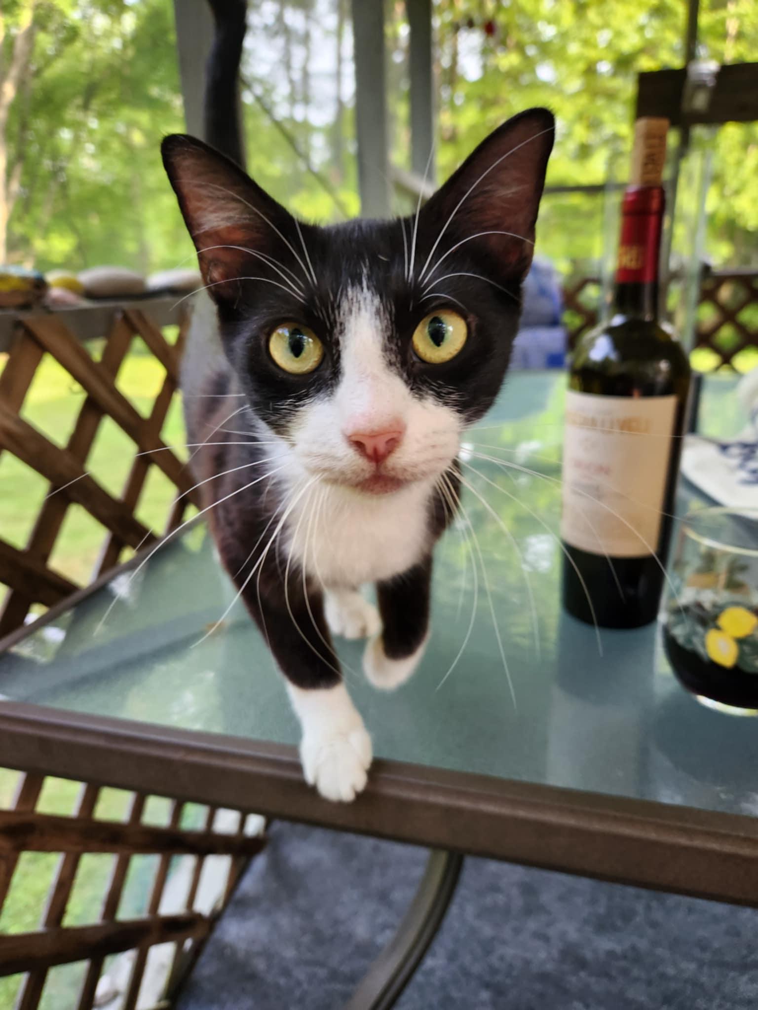 Enlarge Madame Razz, a Adoptable Domestic Short Hair in Fulton, NY image 4/6