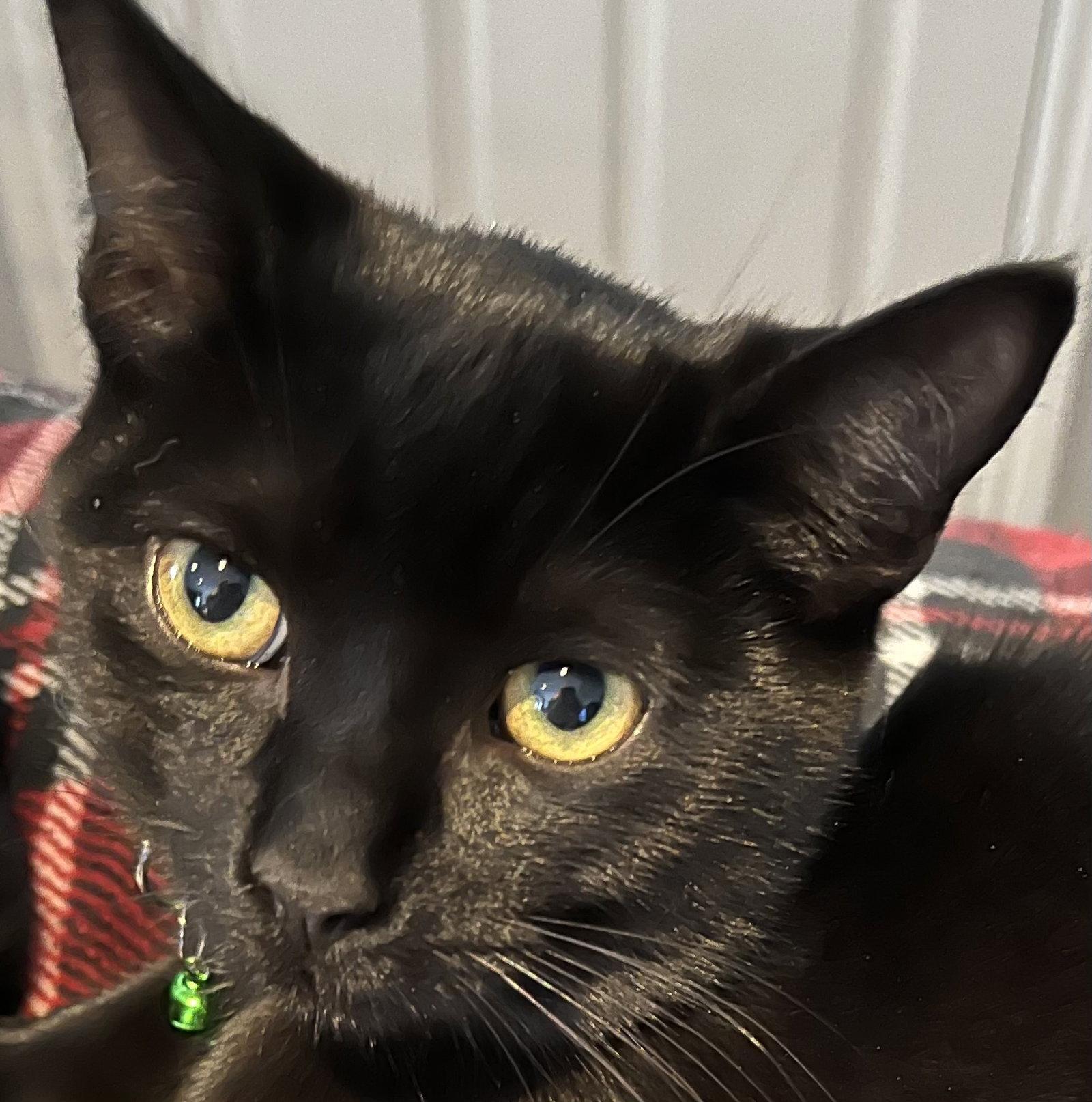 CALCULUS, Adoptable, Kitten Male Domestic Short Hair.