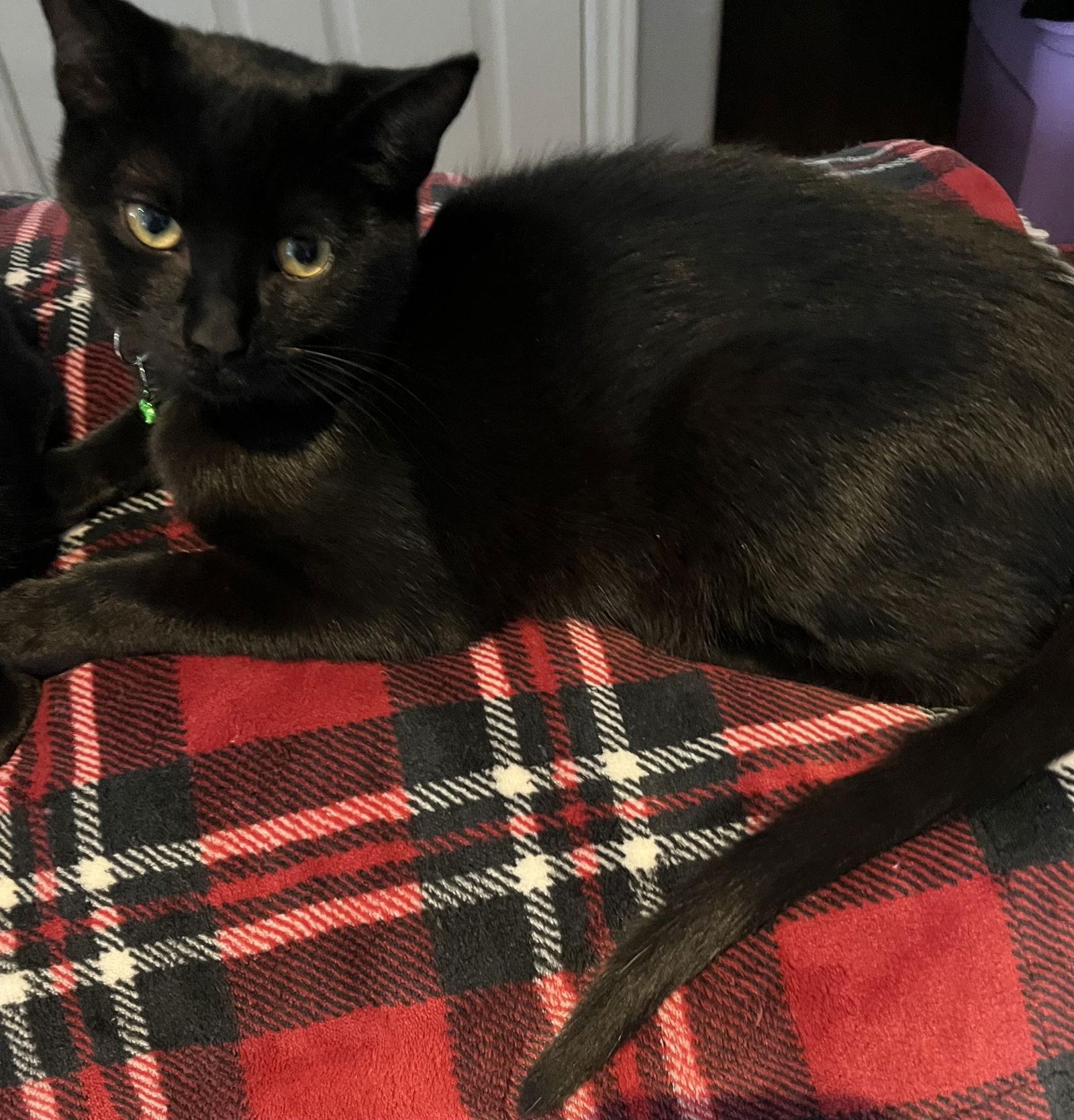 CALCULUS, a Adoptable Domestic Short Hair in Minesing, ON image 2/3