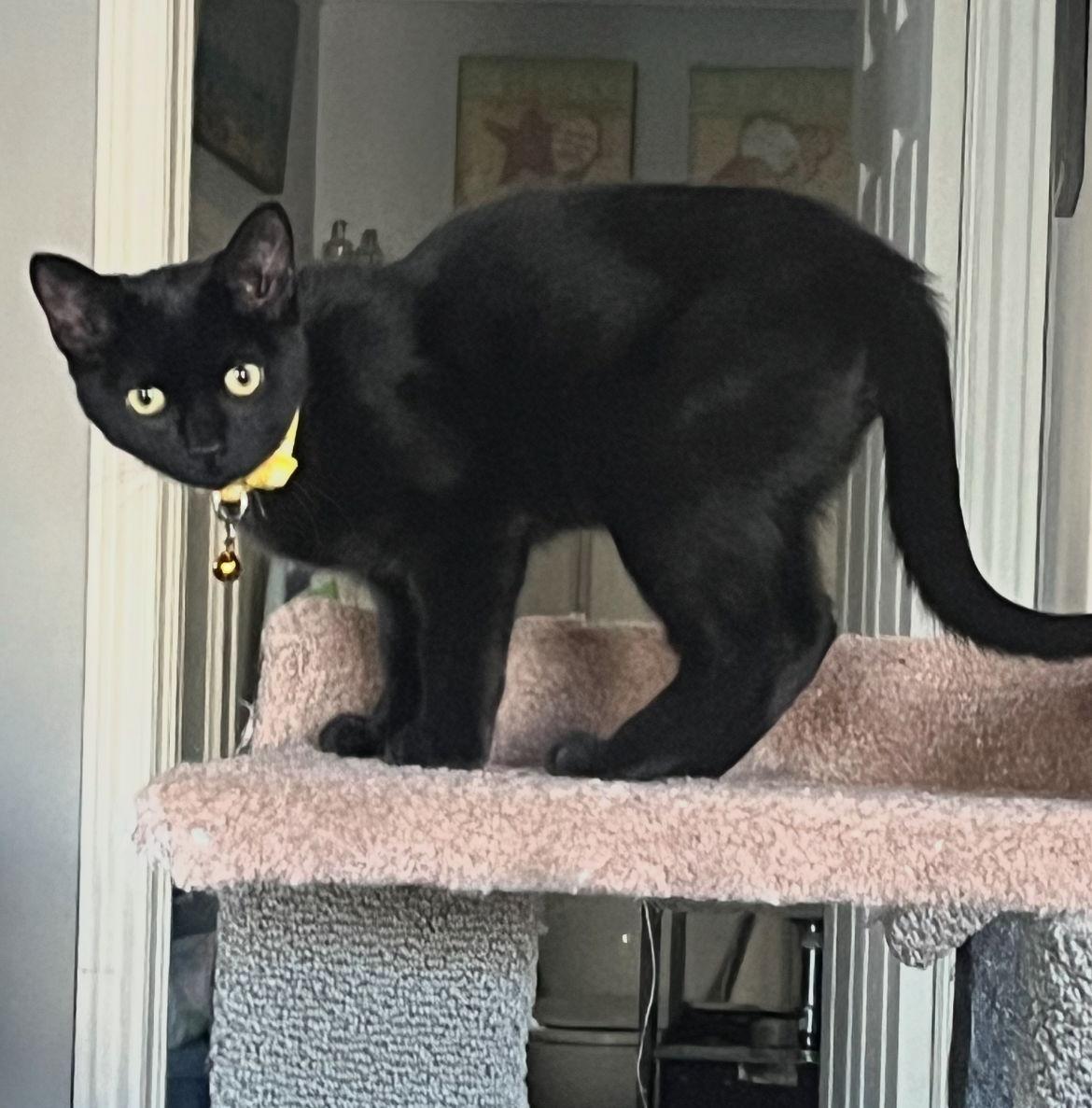 CALCULUS, a Adoptable Domestic Short Hair in Minesing, ON image 3/3