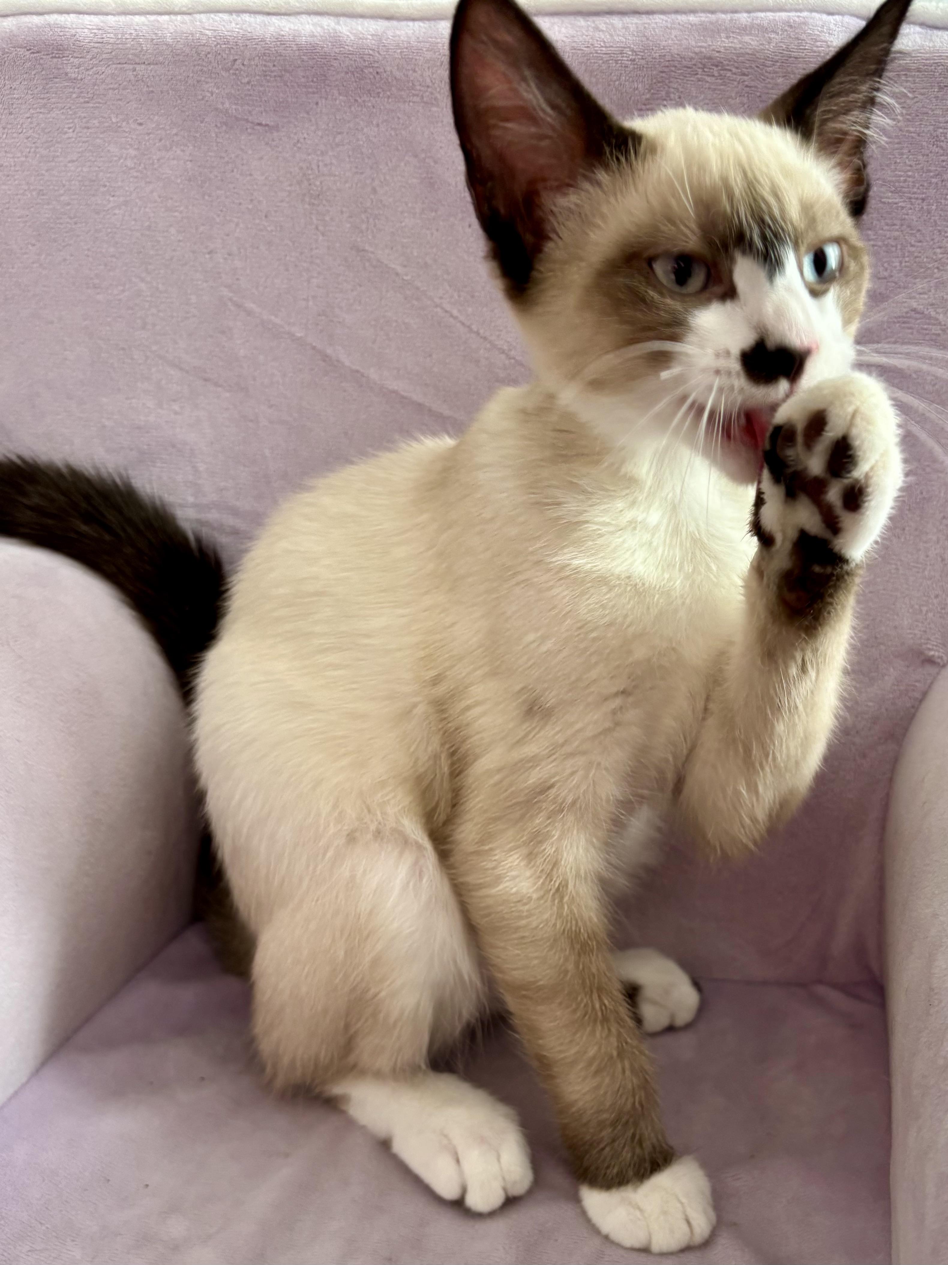 Enlarge Remi, a Adopted mixed breed in Fairview Heights, IL image 3/4