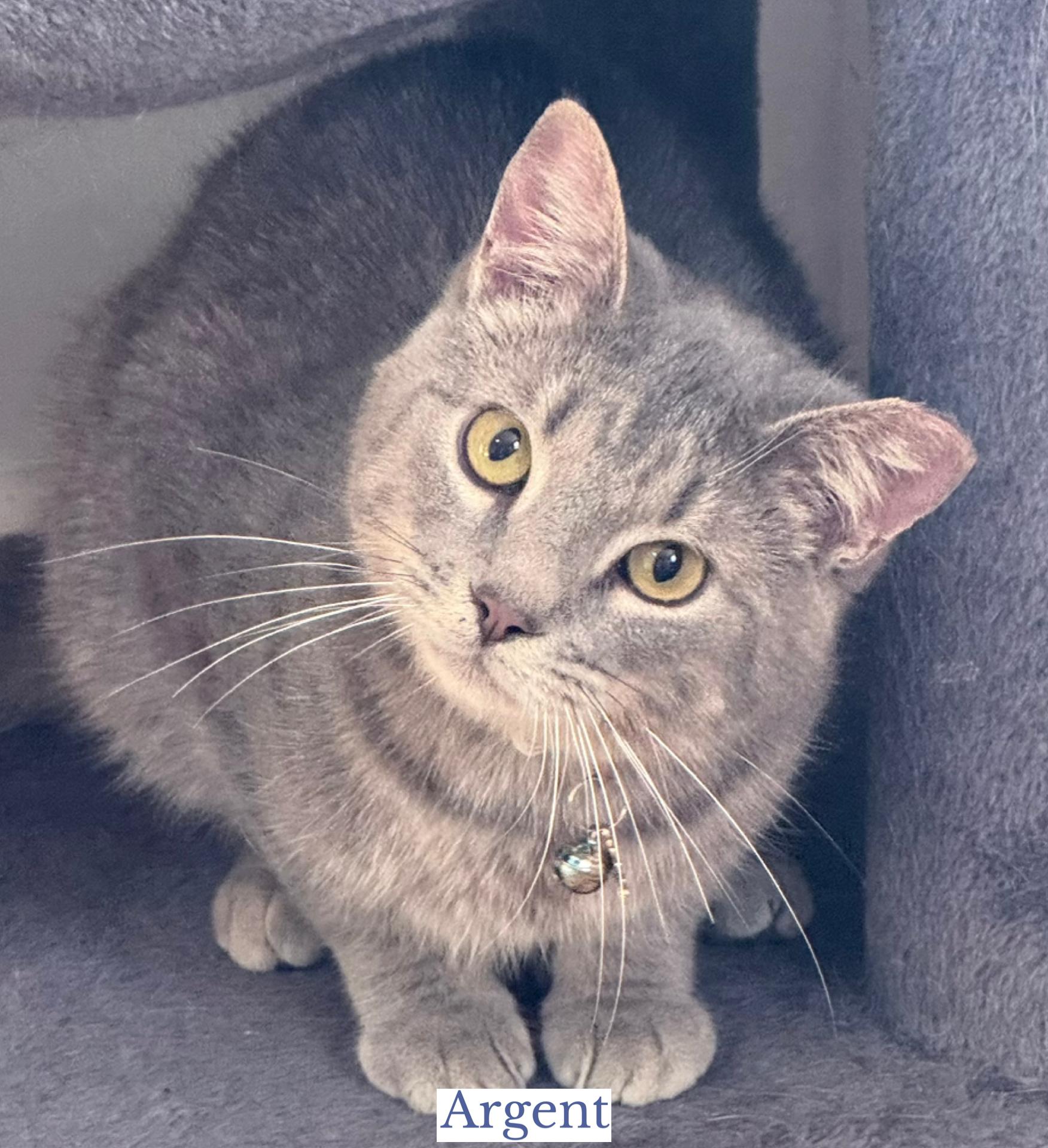 Askew, ADOPTABLE, Kitten Male Domestic Short Hair.