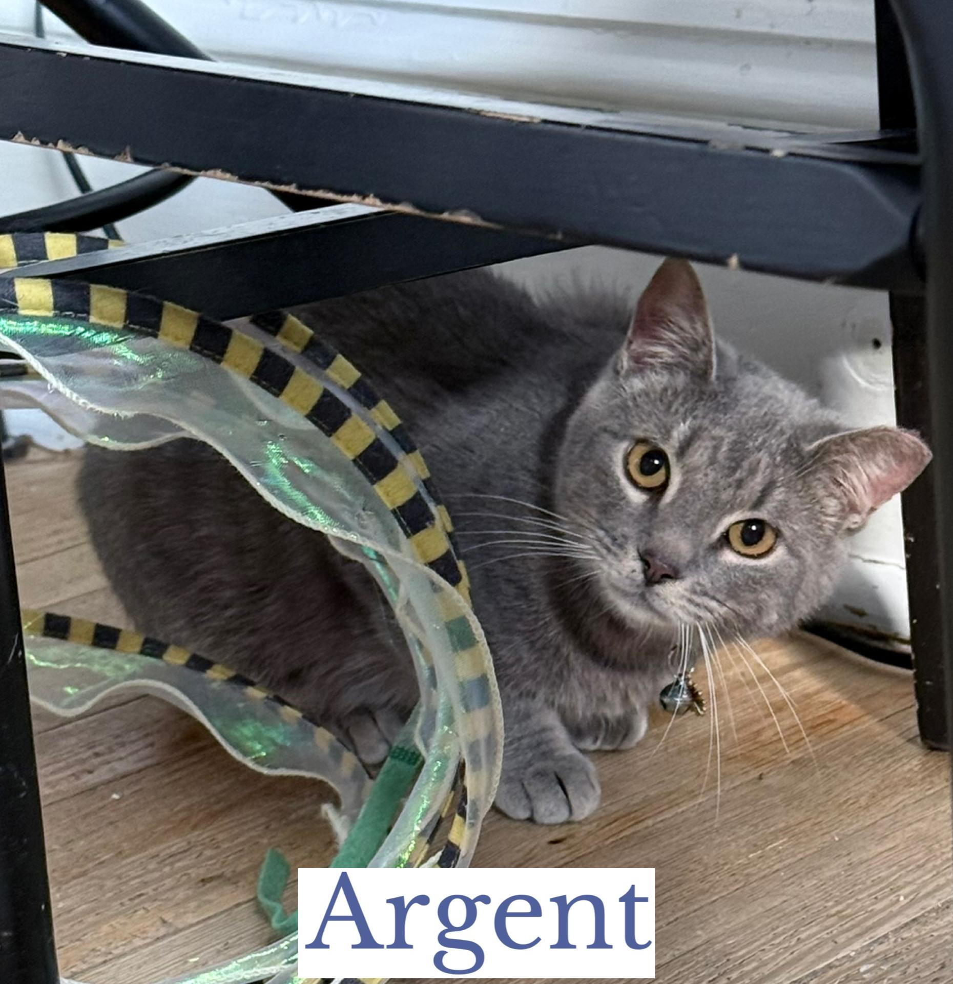 Enlarge Askew, a ADOPTABLE Domestic Short Hair in Berkeley Springs, WV image 3/3
