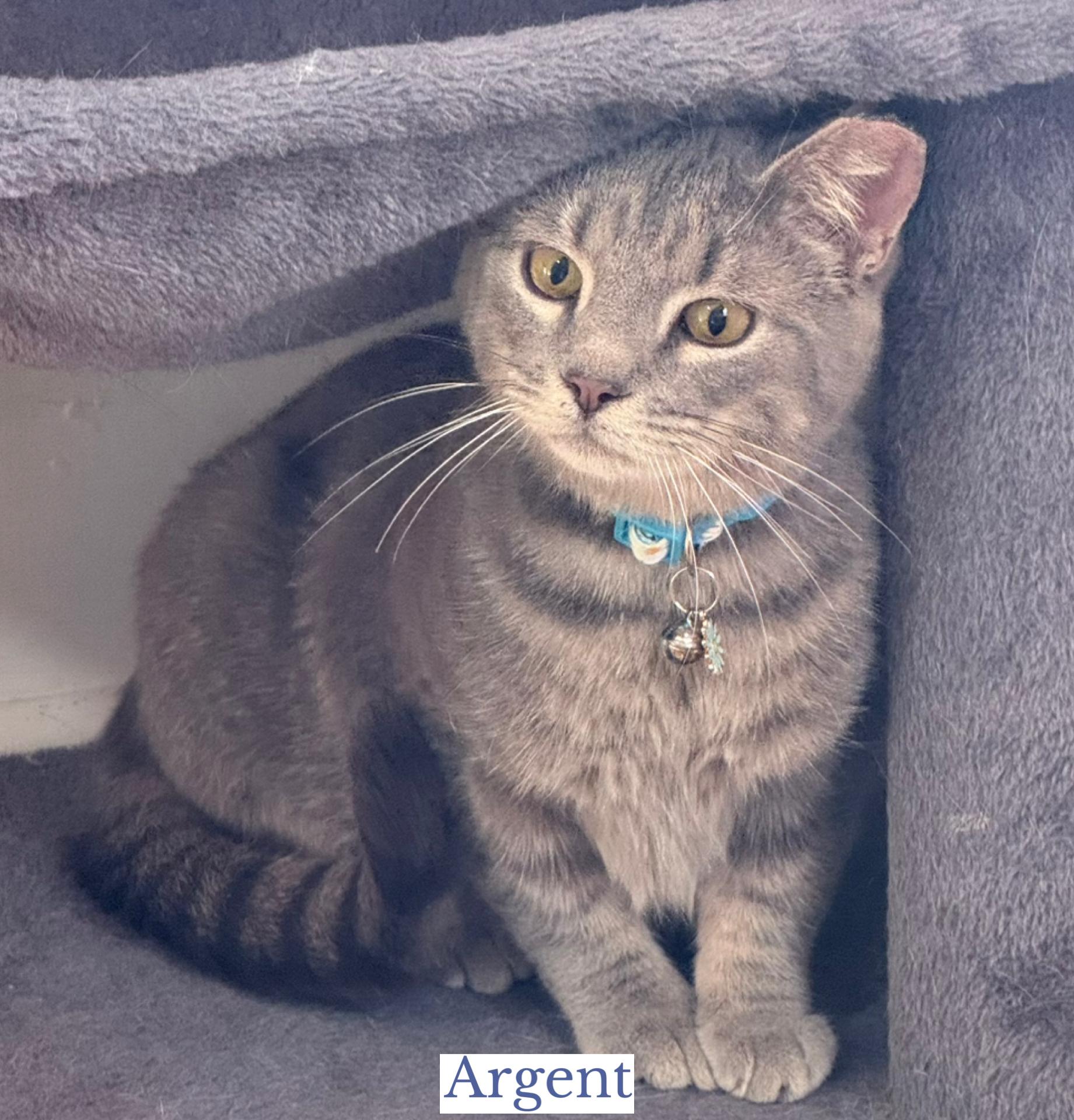 Enlarge Askew, a ADOPTABLE Domestic Short Hair in Berkeley Springs, WV image 2/3