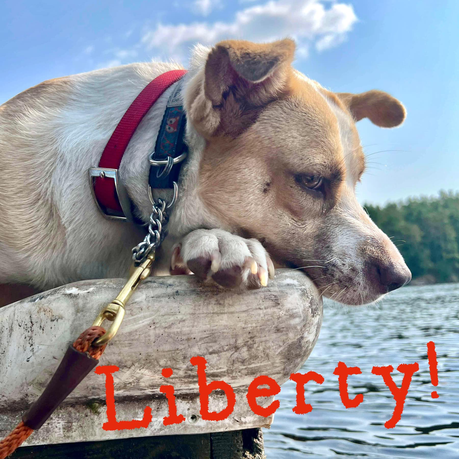 Dog for adoption Liberty, a Cattle Dog Mix in Barrie, ON Petfinder