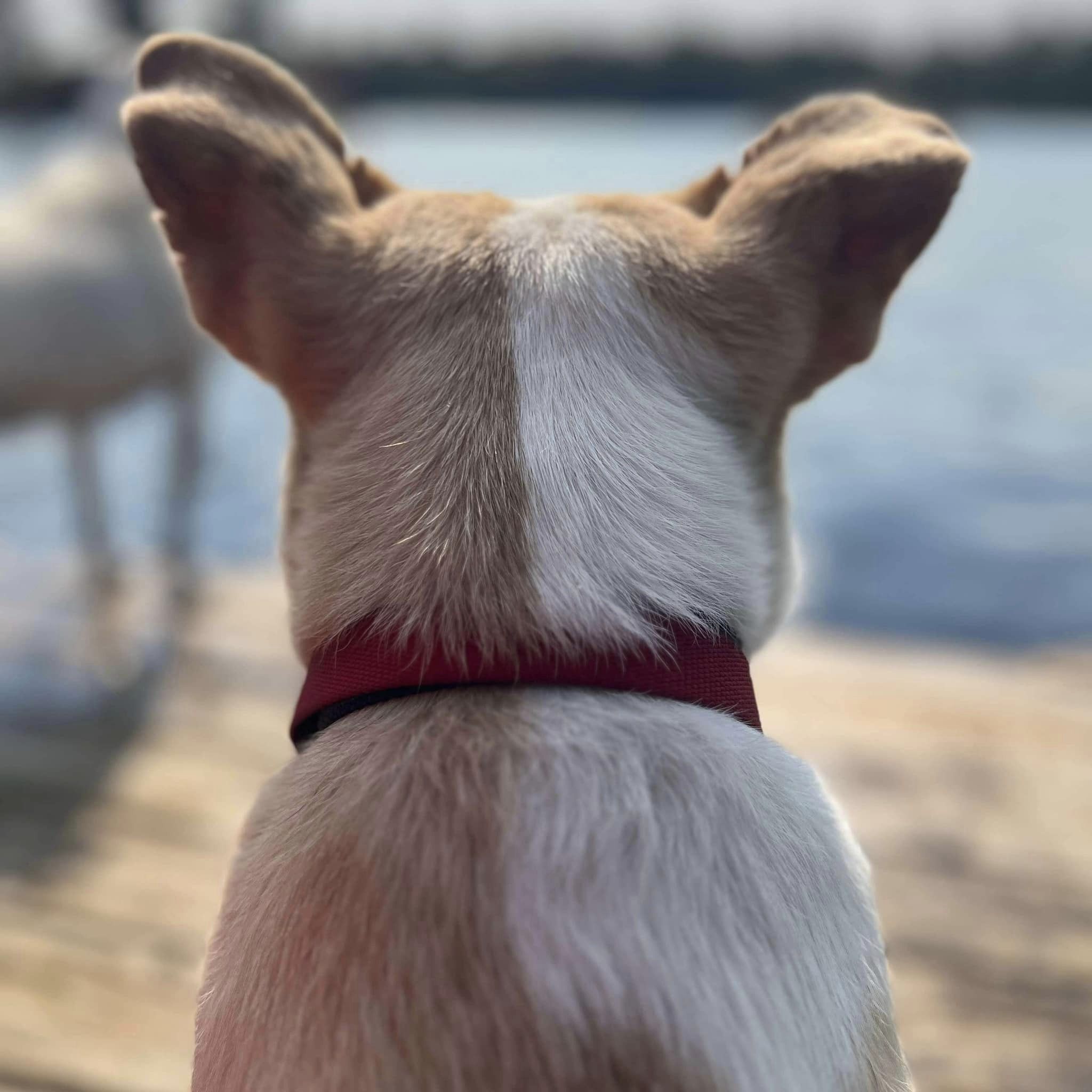 Dog for adoption Liberty, a Cattle Dog Mix in Barrie, ON Petfinder