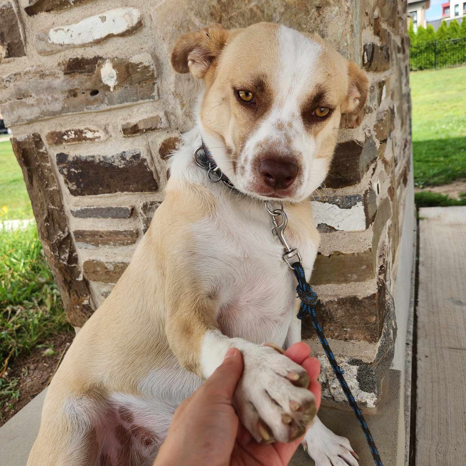 Dog for adoption Liberty, a Cattle Dog Mix in Barrie, ON Petfinder