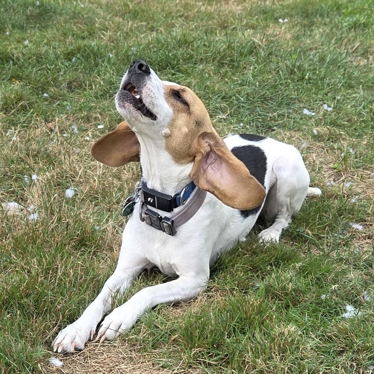 Enlarge Ruby, a Adoptable Beagle in Stoughton, MA image 5/6