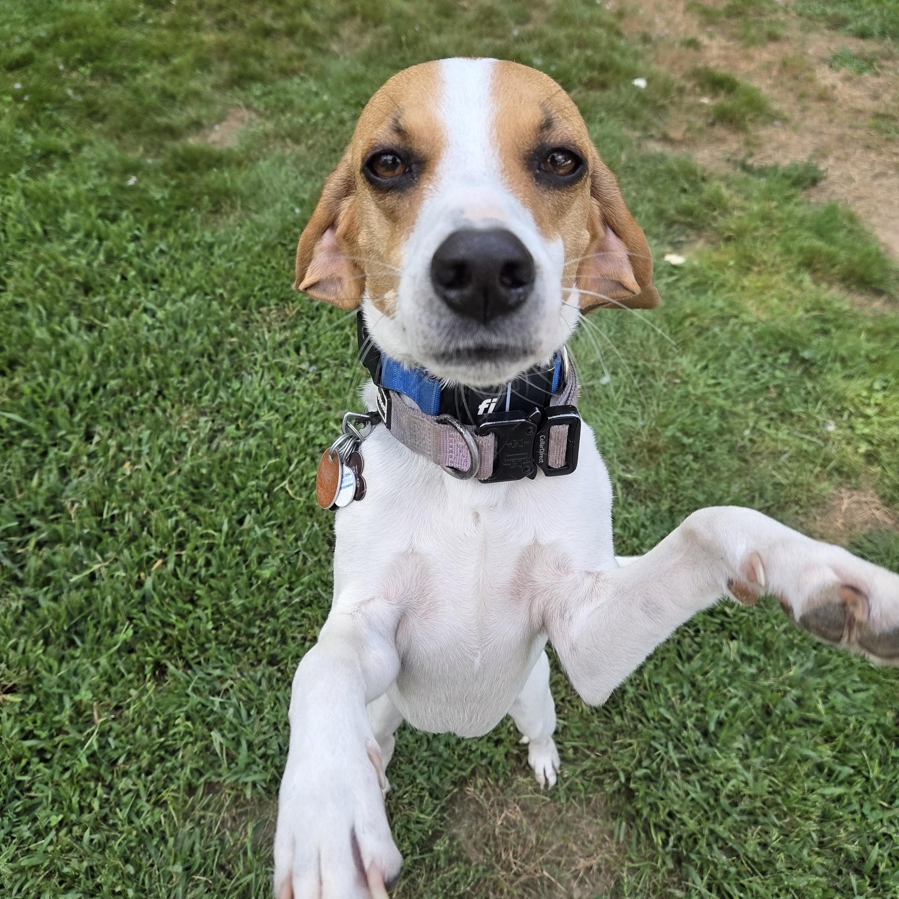Enlarge Ruby, a Adoptable Beagle in Stoughton, MA image 6/6